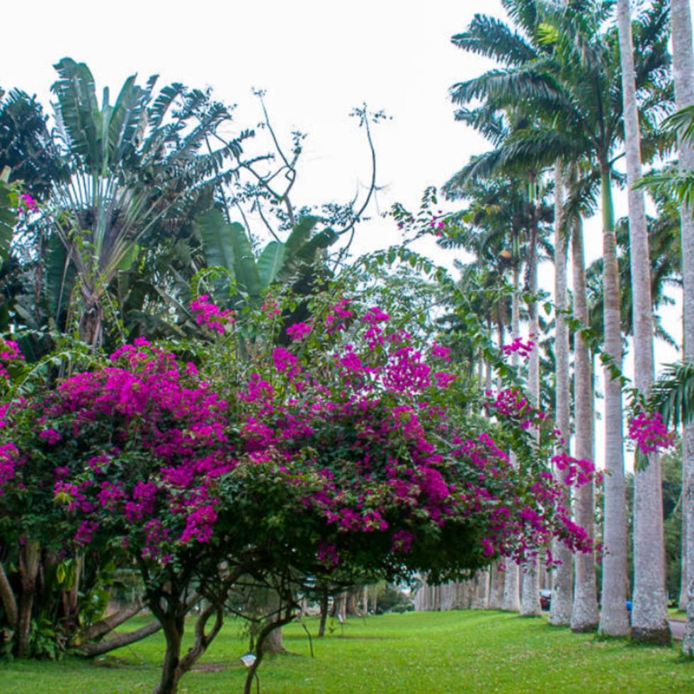 botanical gardens. Travel to Ghana. Traveling to Ghana. Culture Trips.